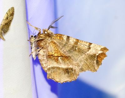 Grågul månmätare Selenia dentaria