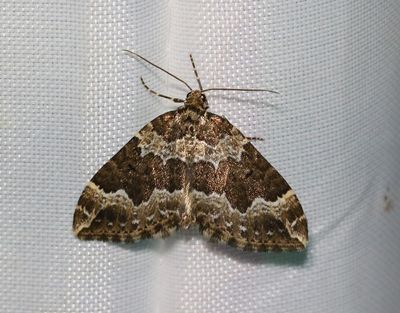 Vågbandad fältmätare Lampropteryx suffumata