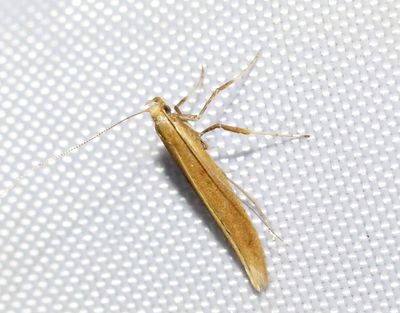 Bjrkstyltmal  Caloptilia betulicola