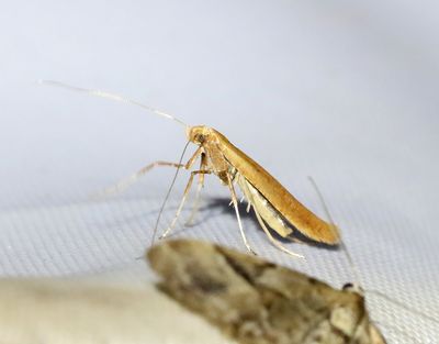 Björkstyltmal Caloptilia betulicola