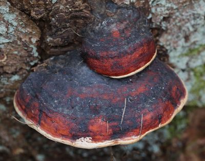 Klibbticka  Fomitopsis pinicola