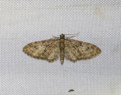 Större ekmalmätare Eupithecia abbreviata