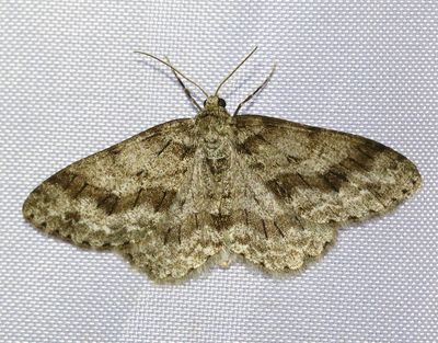 Dubbelvågig lavmätare Ectropis crepuscularia