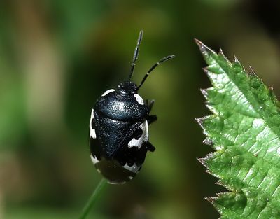 Svartvit taggbening Tritomegas bicolor