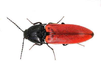 Elateridae  Knppare 
