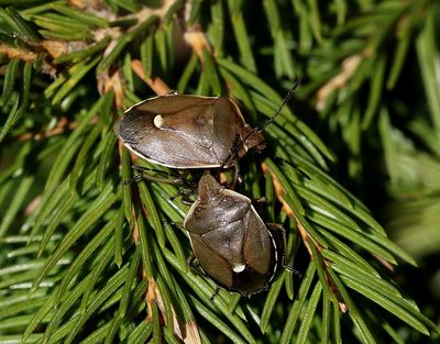 Tallbärfis Chlorochroa pinicola