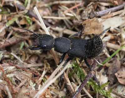 Ocypus olens