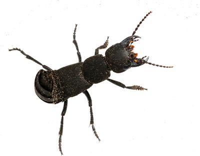 Ocypus olens