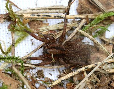 Skogsbjörnspindel Trochosa terricola