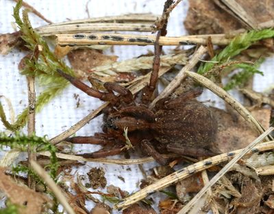 Skogsbjrnspindel   Trochosa terricola