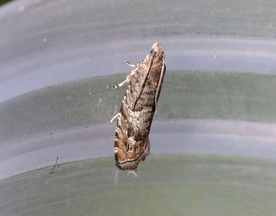 Silvergranstoppvecklare  Epinotia subsequana