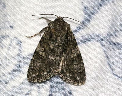 Syraftonfly  Acronicta rumicis