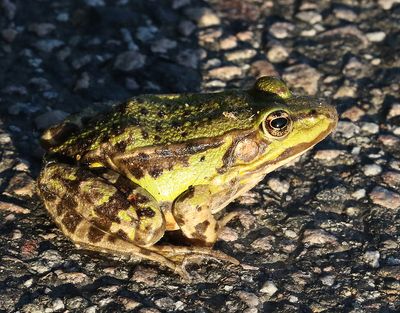 Ätlig groda Pelophylax esculentus