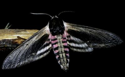 Ligustersvrmare  Sphinx ligustri  Privit Hawk-moth