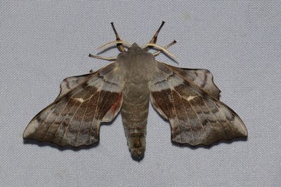 Sphingidae Svärmare