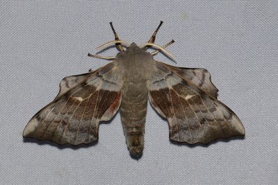 Sphingidae   Svrmare