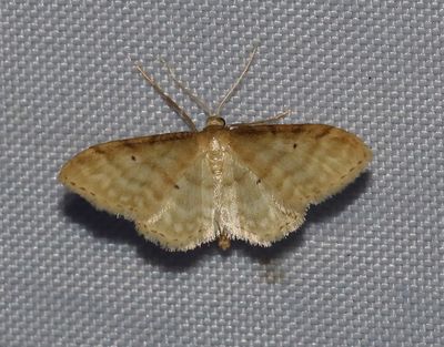 Benfärgad lövmätare Idaea fuscovenosa
