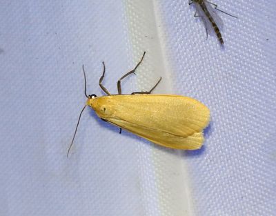 Arctiinae Björnspinnare