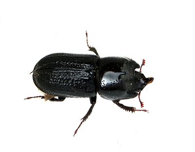  Lucanidae   Ekoxbaggar