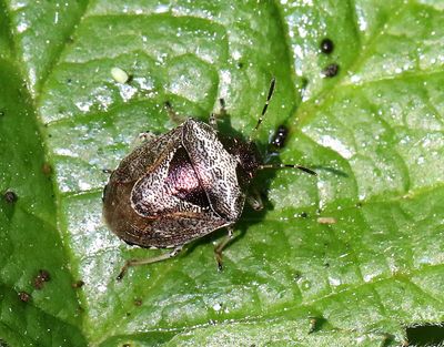 Eysarcoris venustissimus
