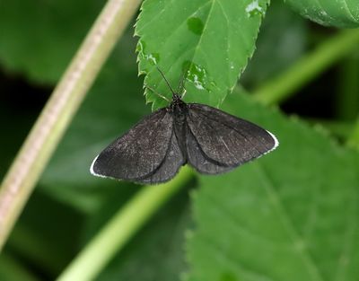 Sotmätare Odezia atrata