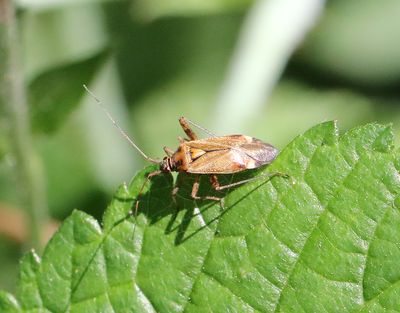 Skinnbaggar/ Shield bugs