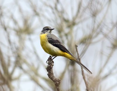 Forsrla  Grey Wagtail   Motacilla cinerea patriciae
