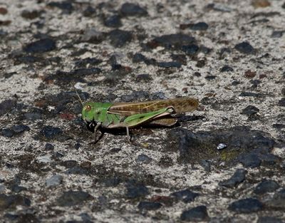 Europeisk vandringsgrshoppa  Migratory Locust  Locusta migratoria
