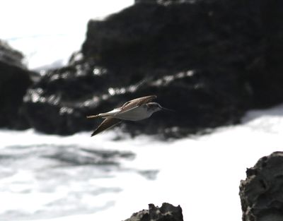 Gluttsnppa Greenshank Tringa nebularia