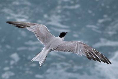 Fisktrna  Common Tern Sterna hirundo