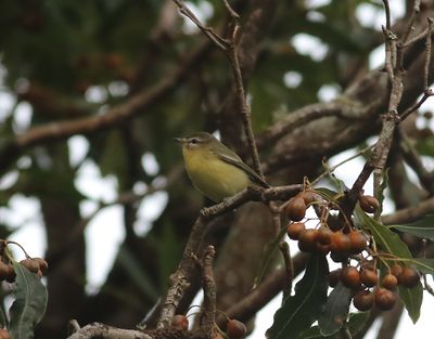 Kanadavireo   Philadelphia Vireo  Vireo philadelphicus