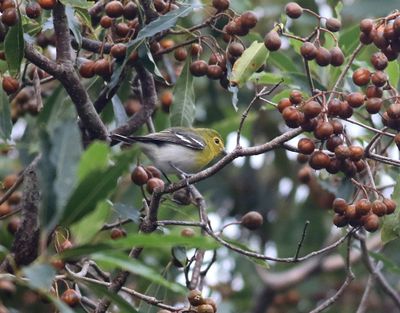 Gulstrupig vireo  Yellow-throated Vireo  Vireo flavifrons