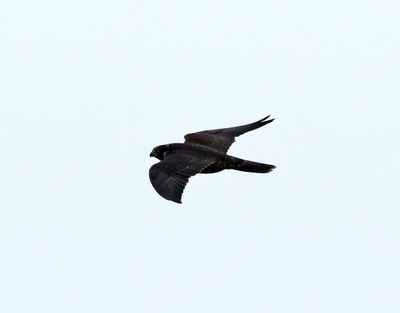 Pilgrimsfalk  Falco peregrinus Peregrine Falcon