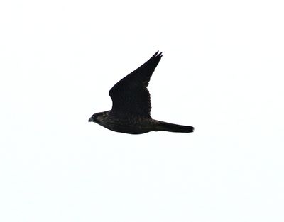 Pilgrimsfalk  Falco peregrinus Peregrine Falcon