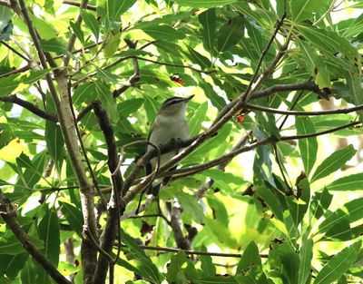 Rdgd vireo  Red-eyed Vireo  Vireo olivaceus
