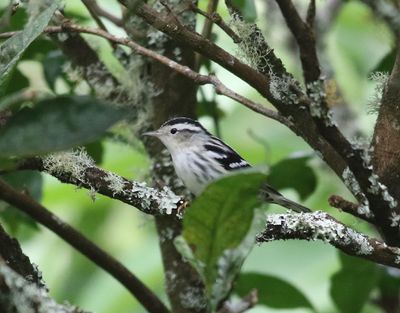 Svartvit skogssngare   Black-and-white Warbler  Mniotilta varia