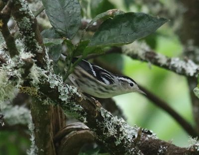 Svartvit skogssngare   Black-and-white Warbler  Mniotilta varia
