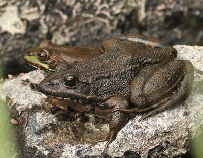 Iberian Water Frog ??  Pelophylax perezi ??