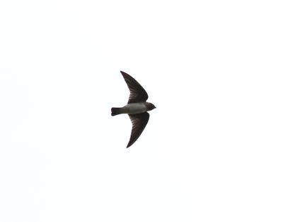 Stensvala American Cliff Swallow  Petrochelidon pyrrhonata