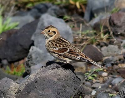 Lappsparv  Lapland Longspur  Calcarius lapponicus