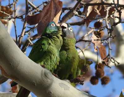 Blkronad parakit  Blue-crowned parakeet  Thectocercus acuticaudatus