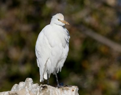 Kohger  Cattle Egret  Bubulcus ibis