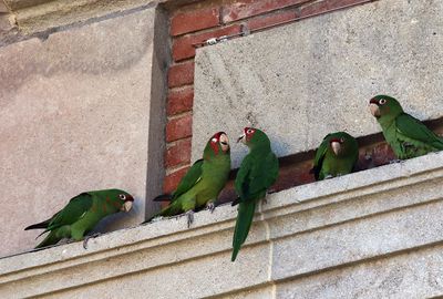 Rdflckig parakit Mitred parakeet   Psittacara mitratus