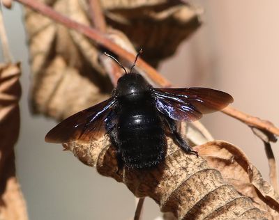 Svartsnickarbi  Violet Carpenter Bee  Xylocopa violacea