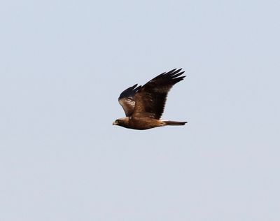 Dvrgrn  Booted Eagle Aquila pennatus