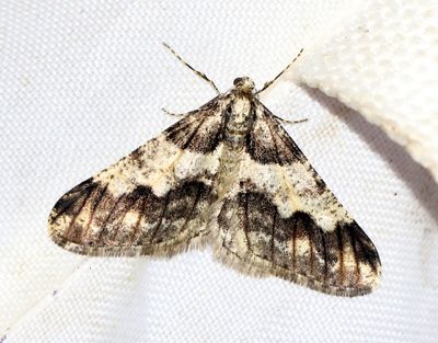 Svartbandad frostmätare Agriopis leucophaearia