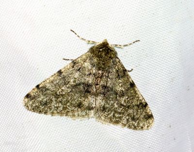 Grå fjädermätare Phigalia pilosaria