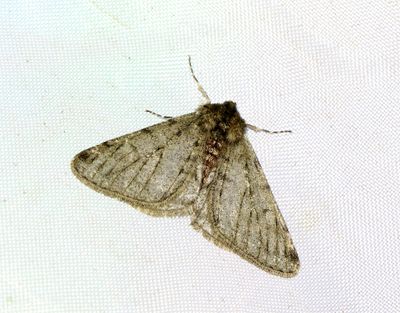 Grå fjädermätare Phigalia pilosaria