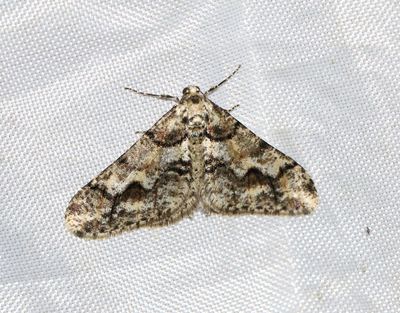 Svartbandad frostmätare Agriopis leucophaearia