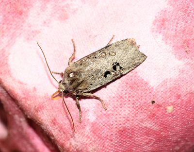 Svartprickigt plattfly Conistra rubiginosa